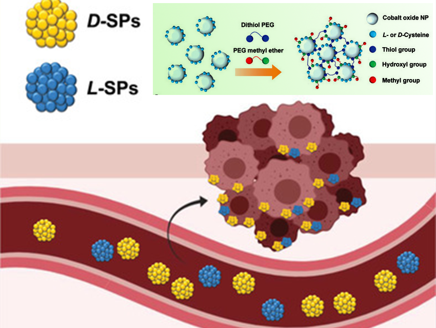 Chiral Supraparticles for Controllable Nanomedicine