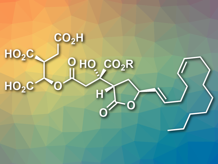 Total Synthesis and Corrected Structure of Citrafungin A