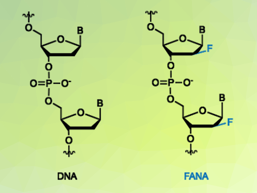Activity of Xeno-Nucleic-Acid (XNA) Enzymes