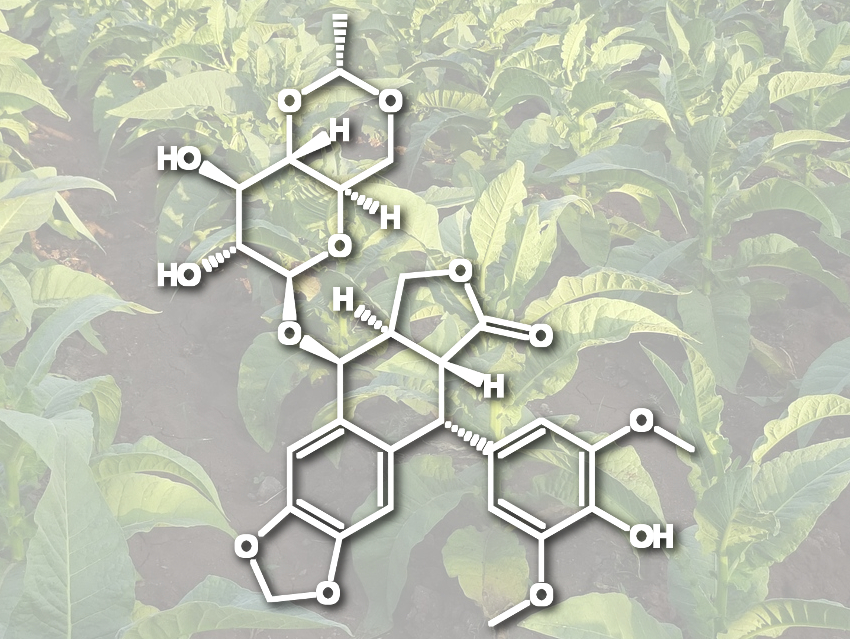 Cancer Drug Production Using Engineered Tobacco
