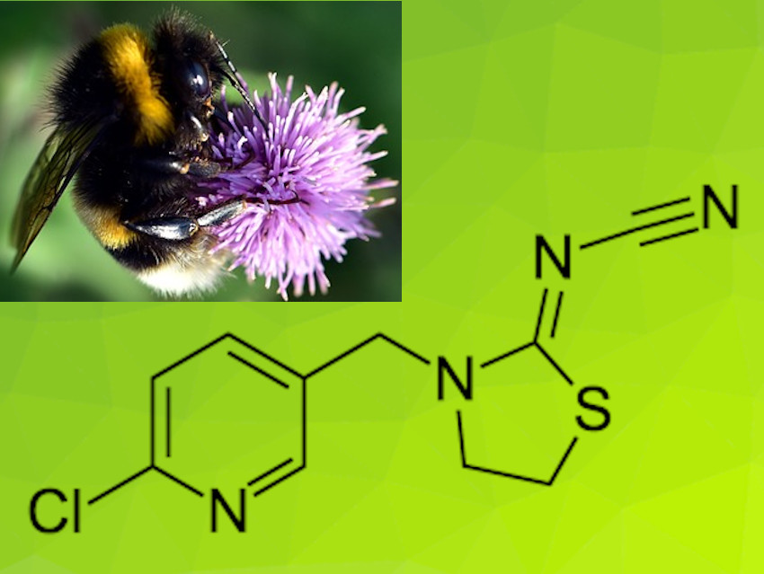 Could a Little Pesticide Be Good for Bumblebees?
