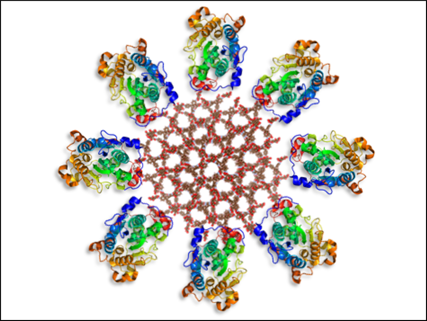 Enzyme-Decorated Covalent Organic Frameworks for Biocatalysis