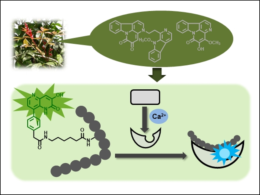 Fluorescent Peptides Help to Detect Biomolecular Interactions