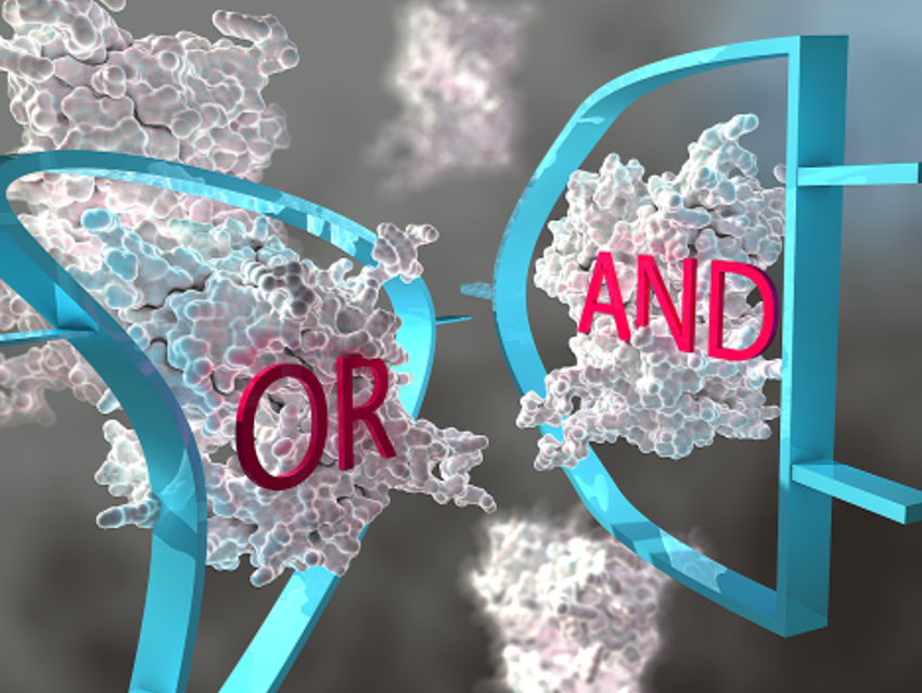 Boolean Logic Networks Mimicked with Chimeric Enzymes