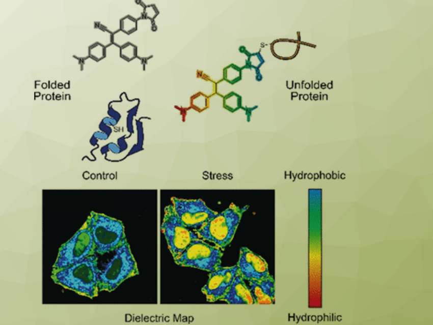 Sensing Protein Wellbeing