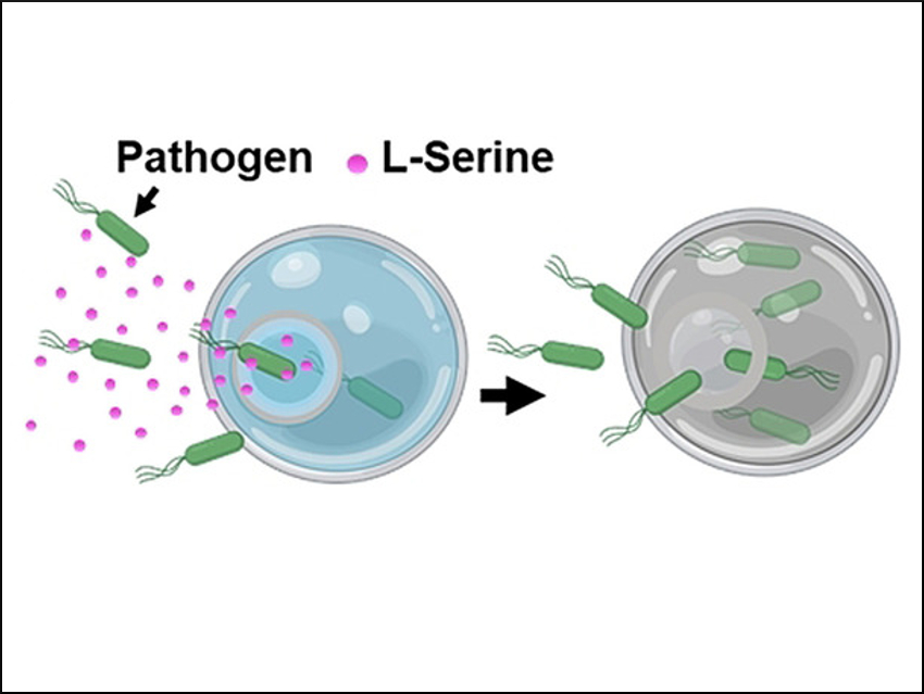 Microtrap for Pathogens