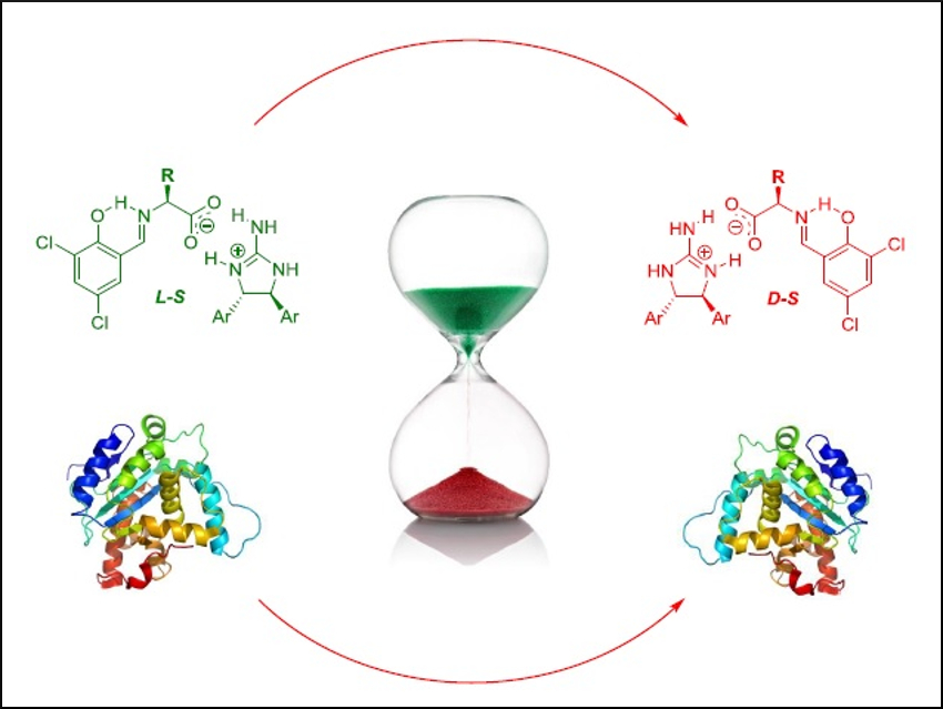 Conversion Between Amino Acid Enantiomers