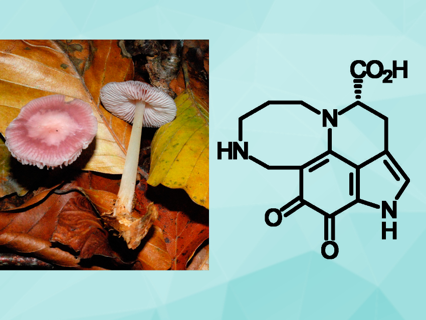 Formaldehyde Protects Fungi Against Pathogens