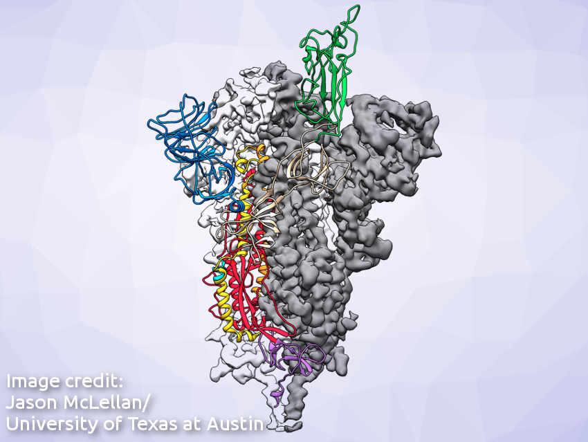 Structure of "Spike" Protein in New Coronavirus Determined