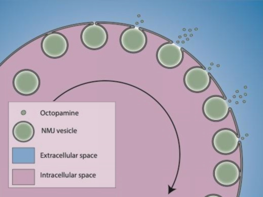 Partial Release of Molecules from Living Neurons