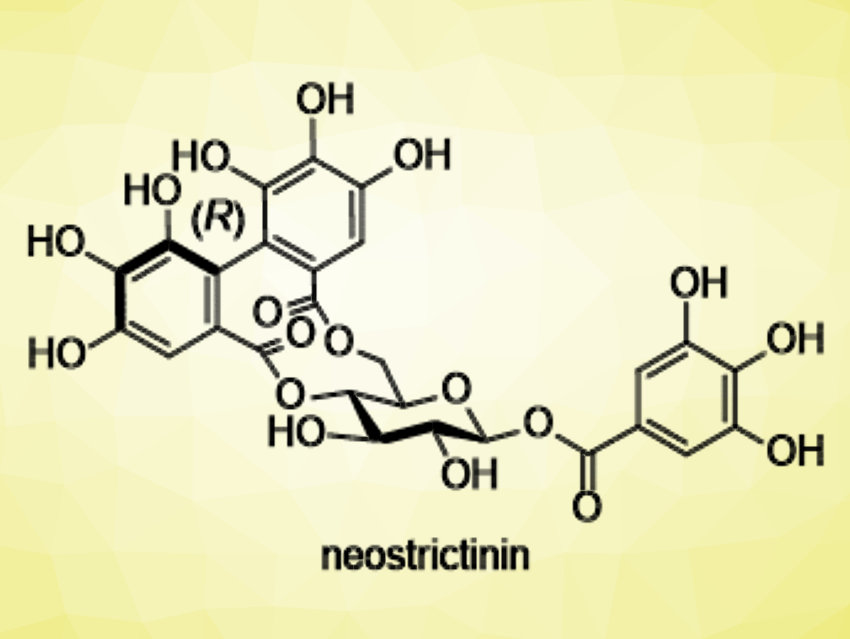 First Total Synthesis of Neostrictinin