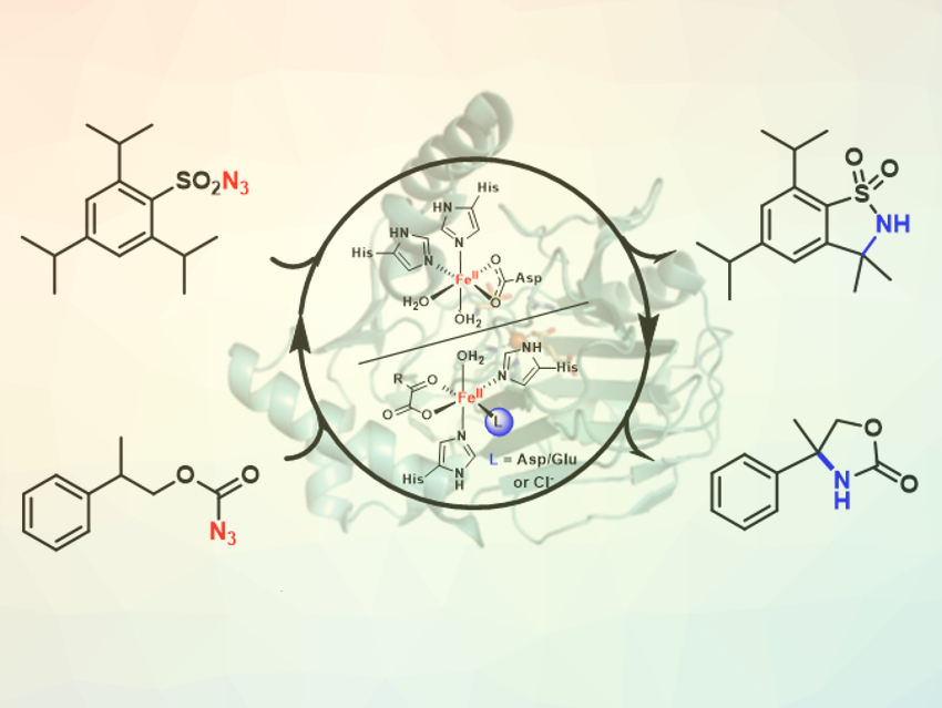 Metalloenzymes Catalyze Nitrene Transfer Reactions