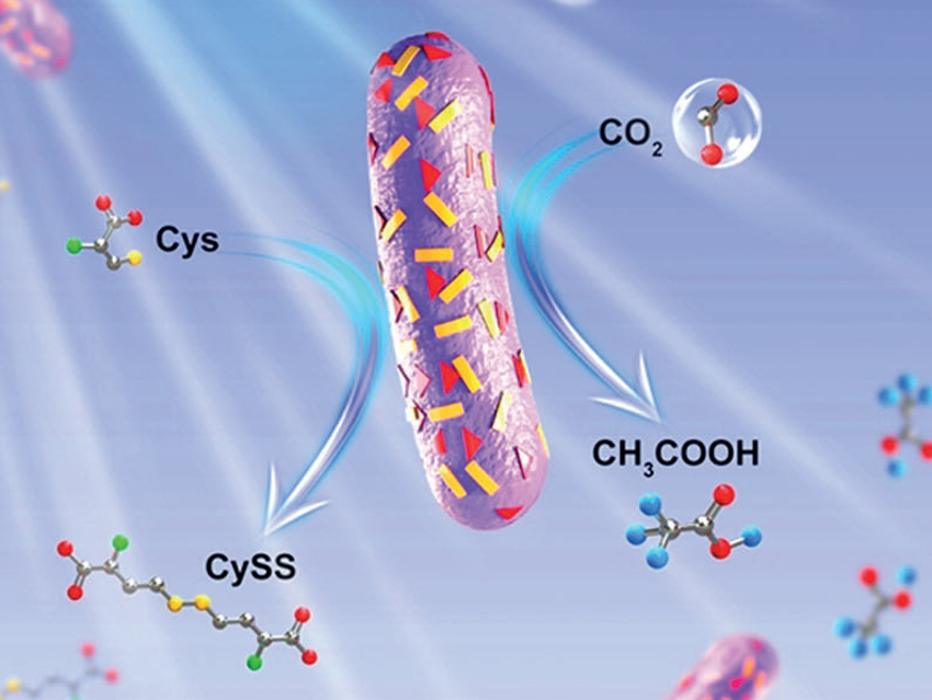 Biohybrid Photocatalyst for CO2 Reduction