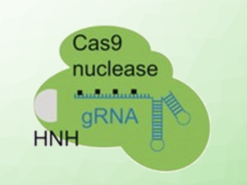 Gene Editing Triggered by Light