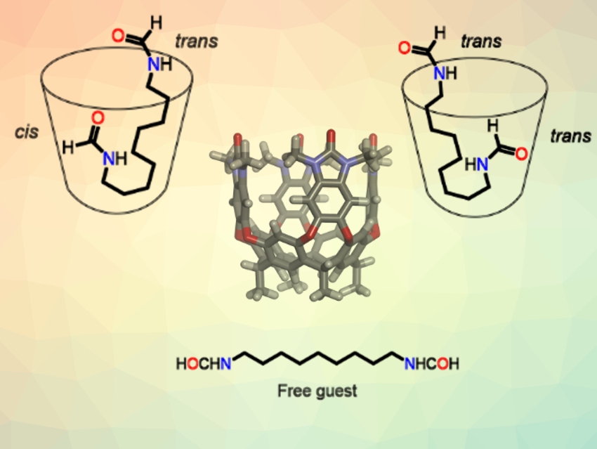 Dynamics of Cavitand Complexes Studied