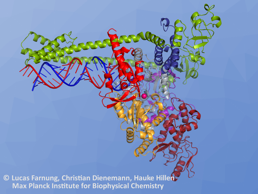 How SARS-CoV-2 Copies Its Genetic Information