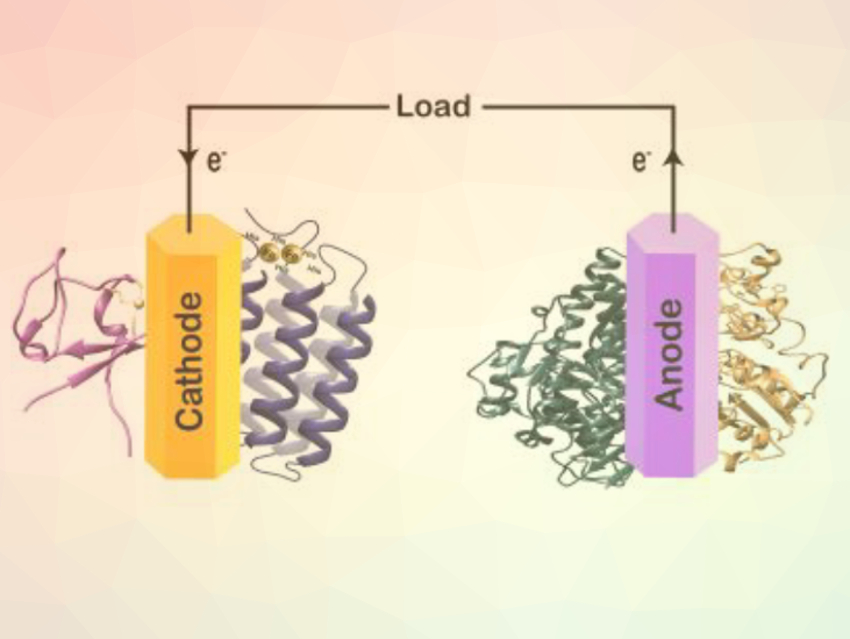 Enzymatic Fuel Cells for Organic Synthesis