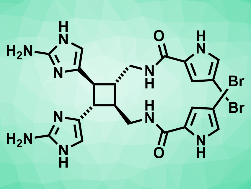 Short Total Synthesis of Sceptrin