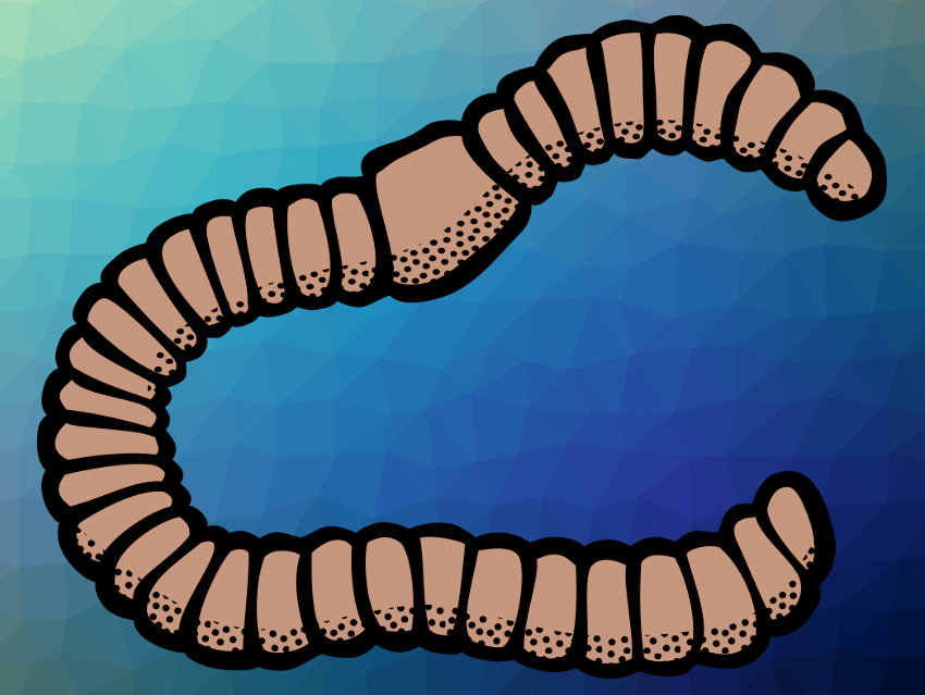 Worms Used to Study Viscosity