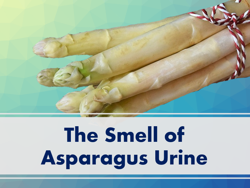 The Smell of Asparagus Urine