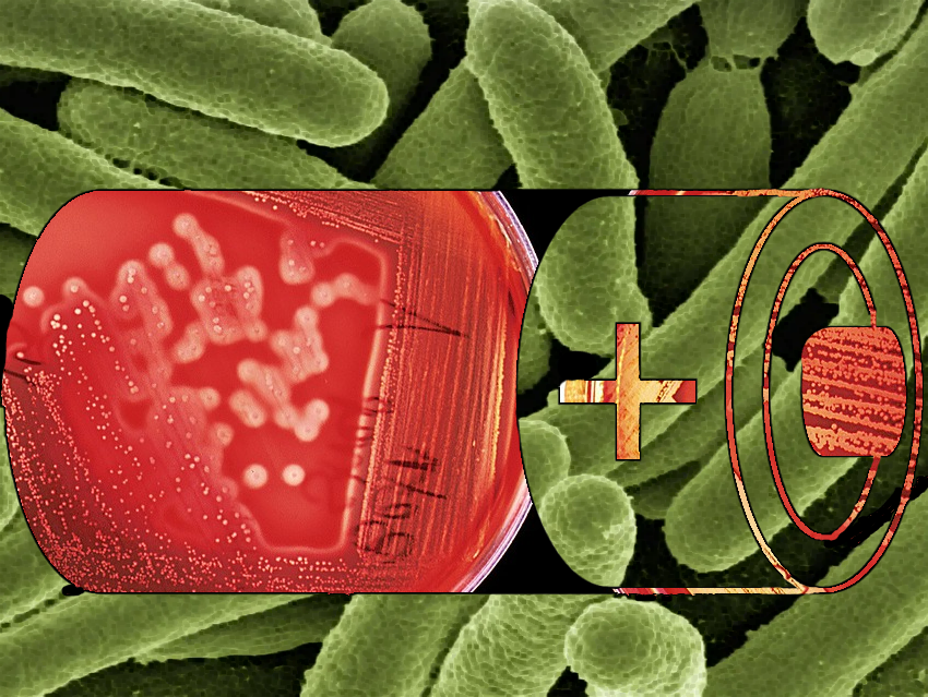 Bacteria as Battery