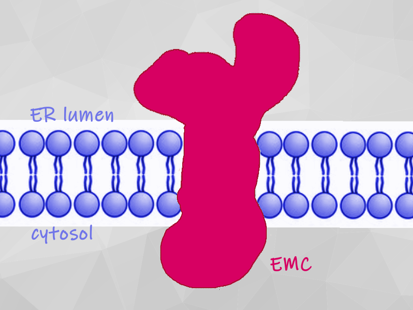 Structural Basis for Membrane Insertion