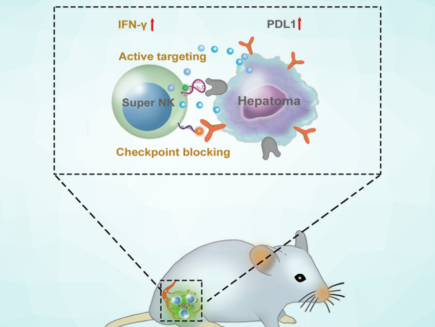 Natural Killer Cells for Cancer Immunotherapy