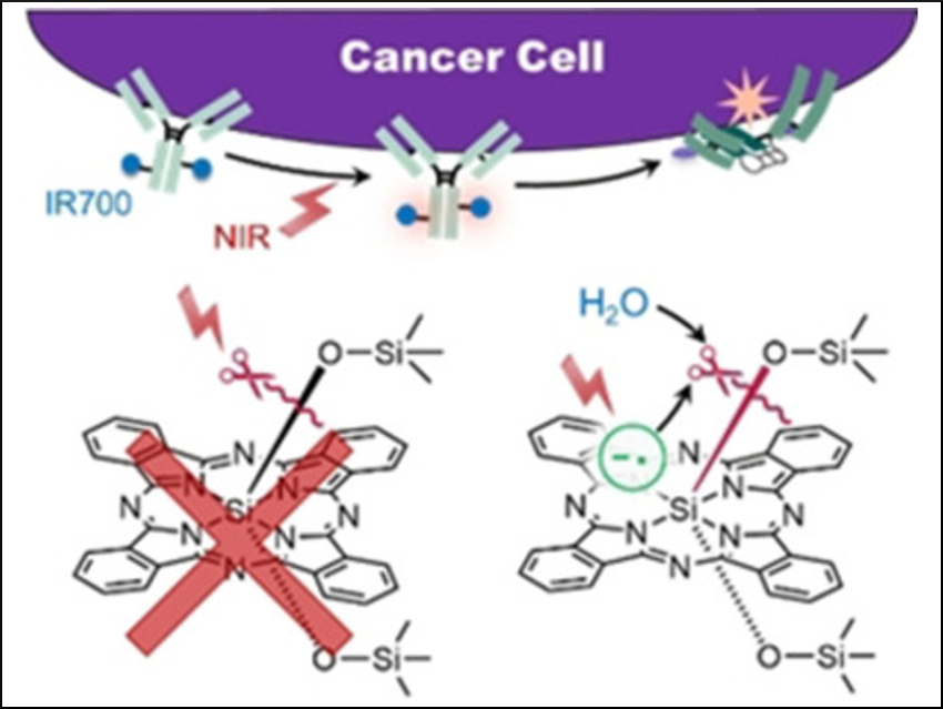 Near-Infrared Photoimmunotherapy Dye