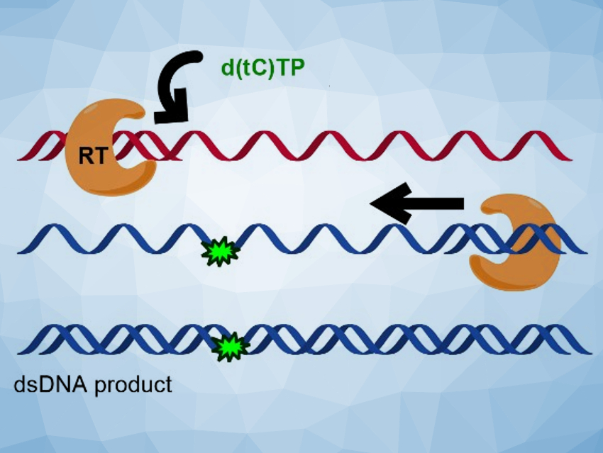 Reverse Transcription Used to Generate Fluorescent DNA