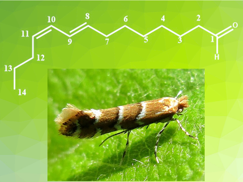 Large-Scale Synthesis of Horse-Chestnut Leaf-Miner Pheromone