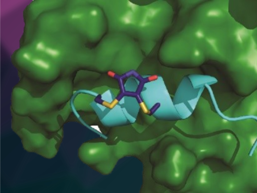 Stapled Peptides Inhibit Protein–Protein Interactions