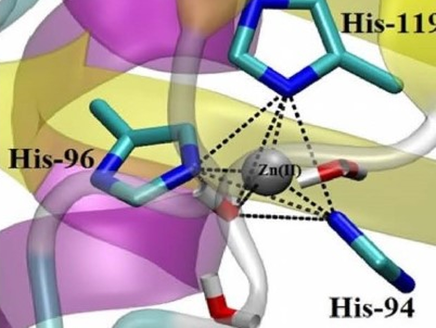 Coordination Dynamics of Zinc Influence Enzymatic Activity