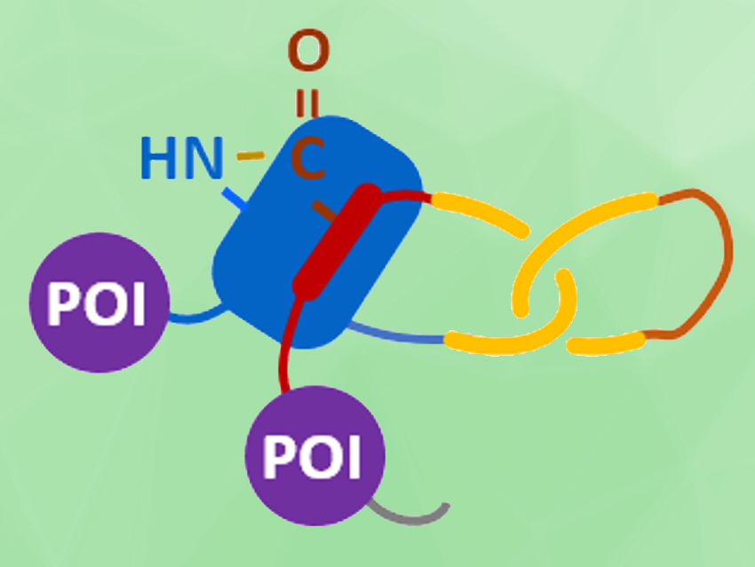 Intertwined Cyclic Protein Molecules