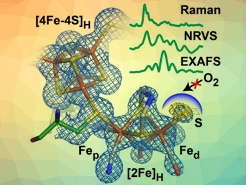 Oxygen-Stable State of [FeFe] Hydrogenase Studied