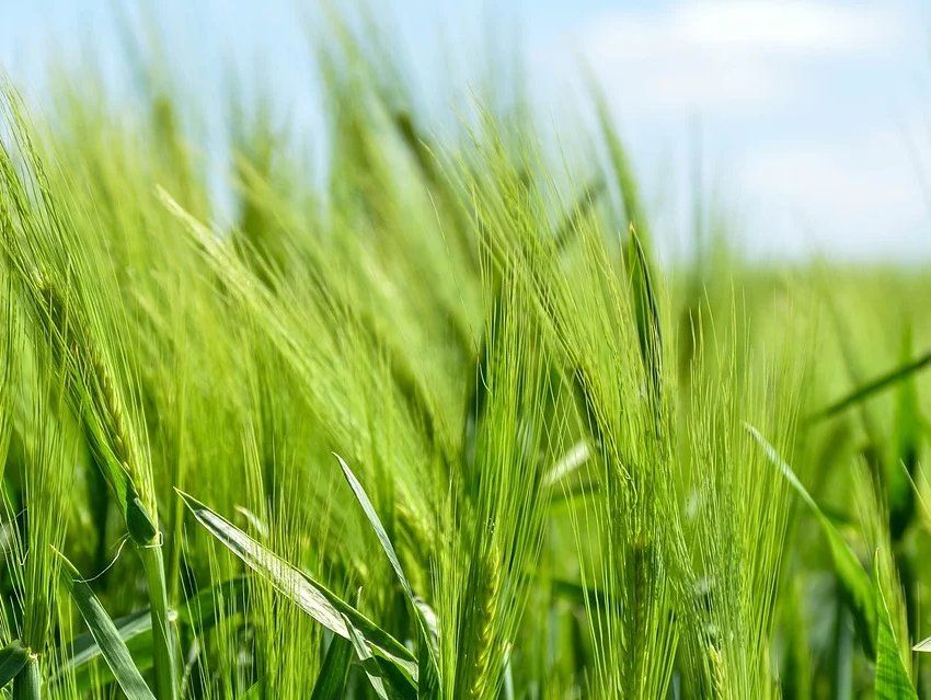 Farmers Rewarded for Adopting Climate-smart Practices - ChemistryViews