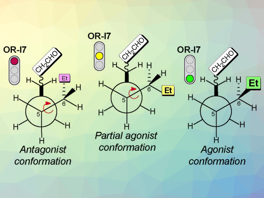 Smelling Molecular Conformations