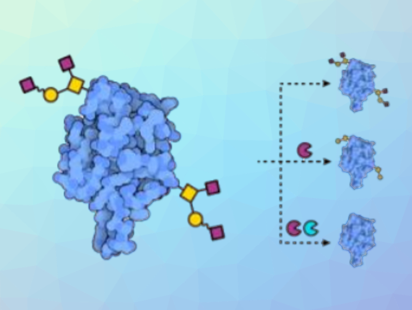 Receptor Glycosylation Could Influence Viral Infection