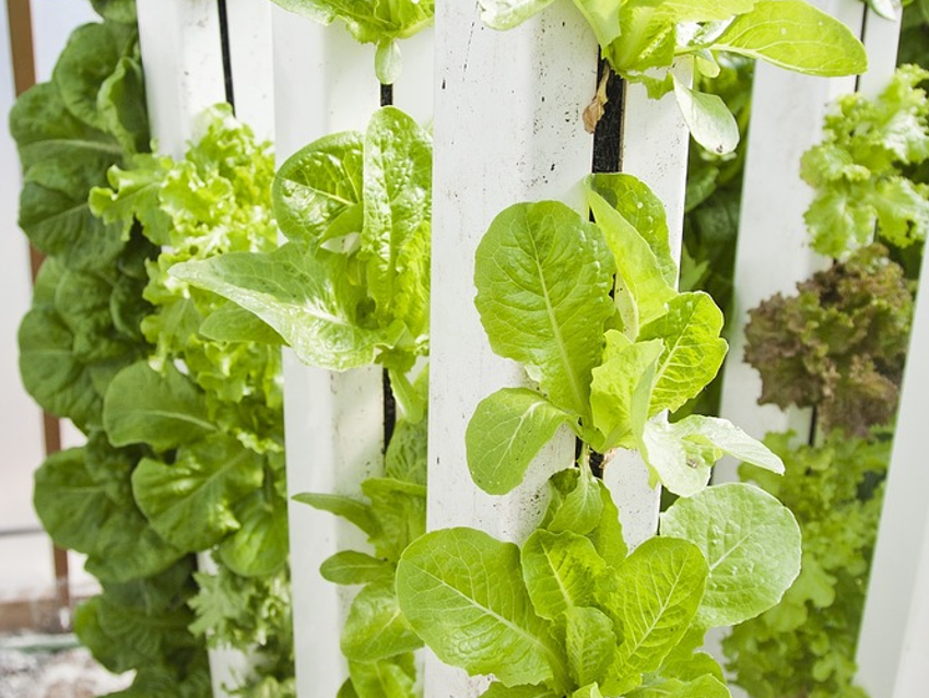 Investment in the Vertical Farming Market