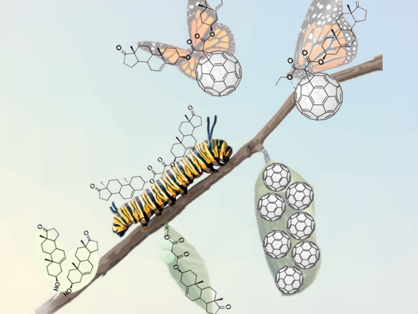 Fullerene Hybrids with Steroid Wings