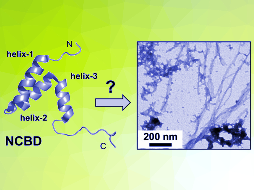 Mirror-Image Proteins Used to Study Amyloid Formation