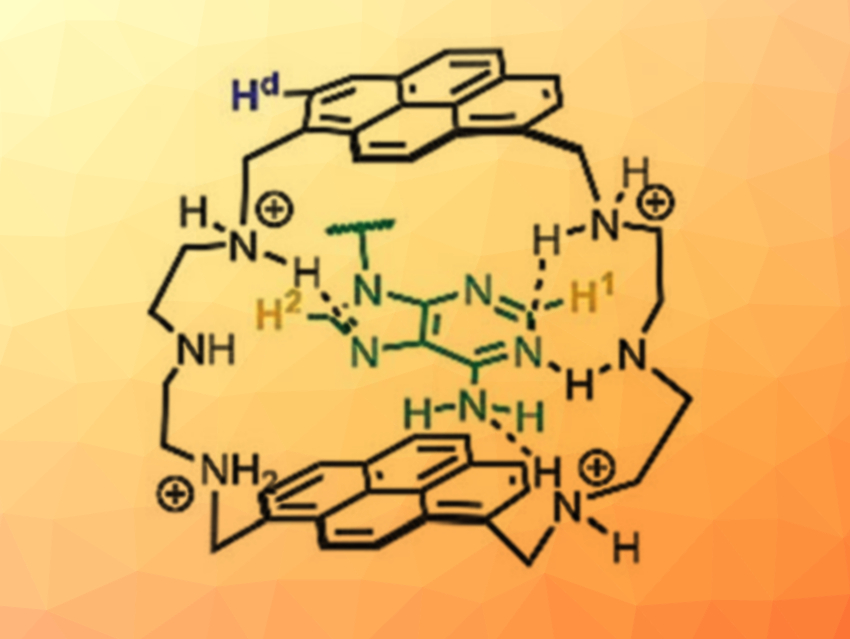 Bellows‐Type Sensing Mechanism for Nucleotide Detection