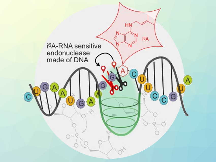 DNAzymes Detect RNA Modifications