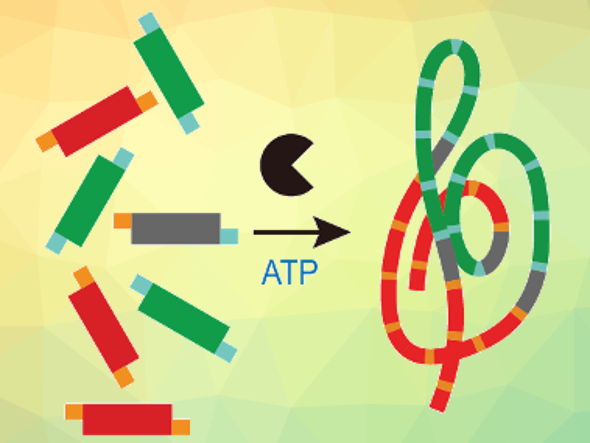 Polymer Transformers