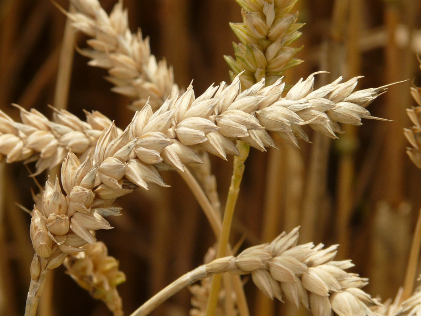 Does Modern Wheat Contain More Gluten?