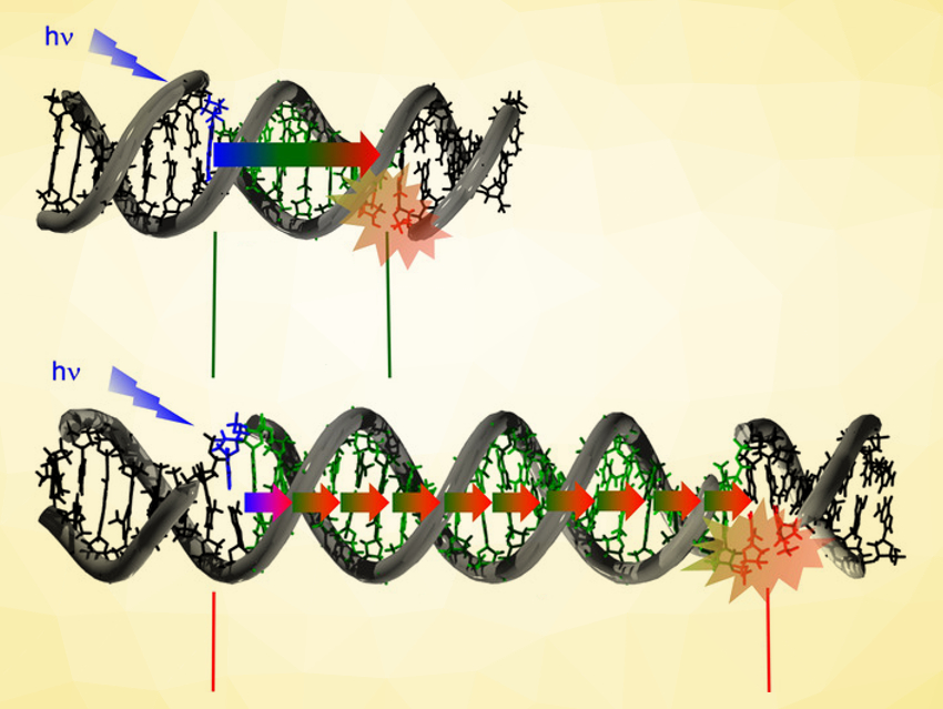 Long‐Range Photodamage to DNA