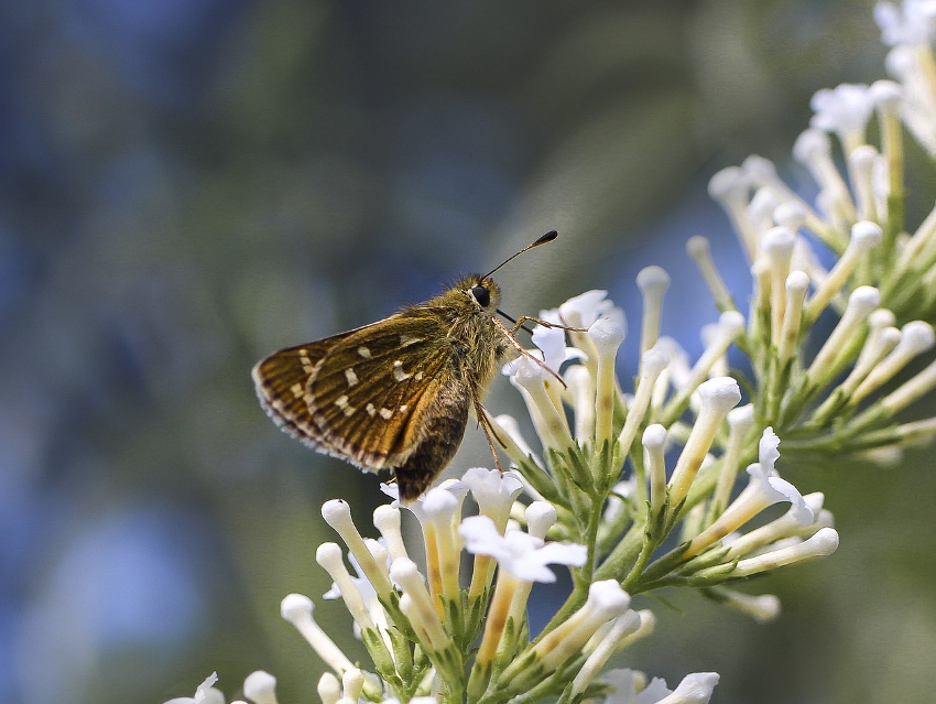 Ozone Levels Affect How Flowers Attract Pollinating Insects