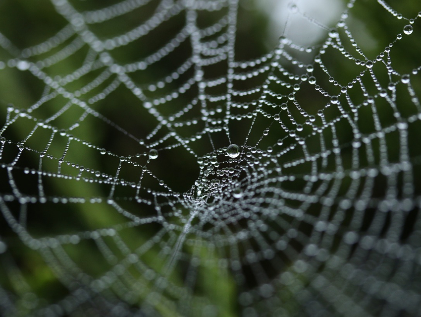 Spider-Silk-Based Materials Prevent Microbe Infestation