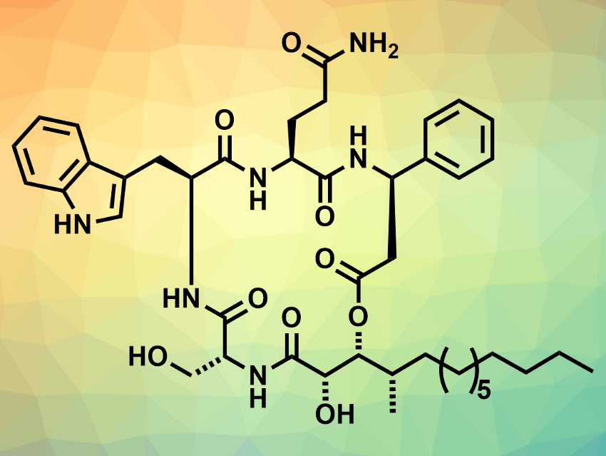 Total Synthesis of Alveolaride C