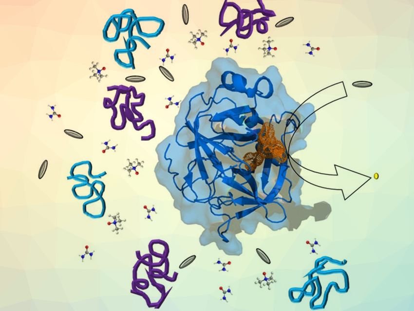 Exploring Enzymatic Activity in "Crowded" Environments