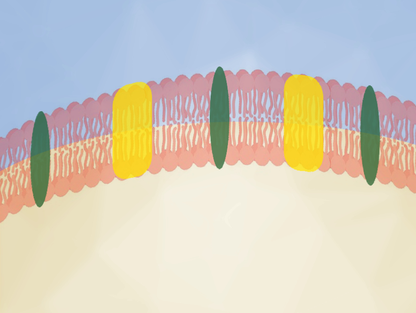 Nanoparticle Decoys Against COVID-19